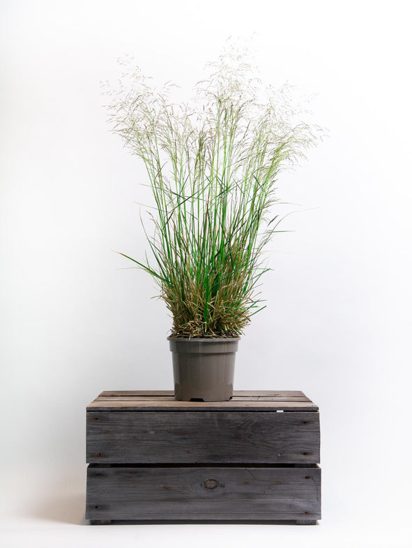 Goldtau grass provides year round interest for your garden.